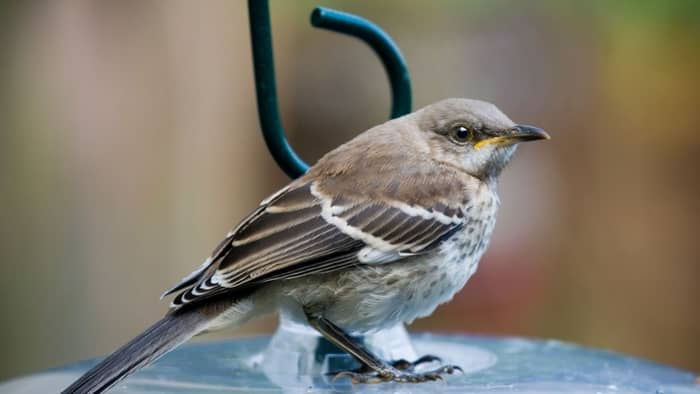 mockingbird sounds at night