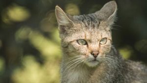 What Animals Eat Woodpeckers - 5 Predators To Watch Out For