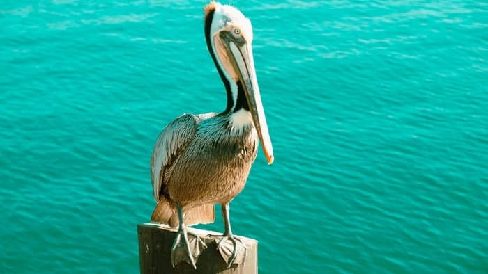  shore bird with curved bill