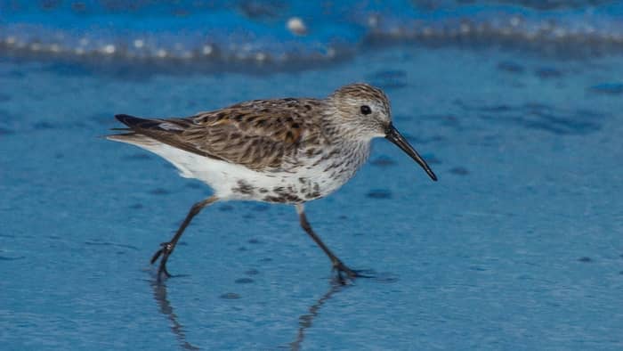  shore bird with curved bill