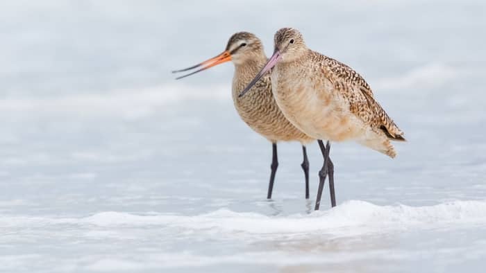  shore bird with curved bill  marbled godwits