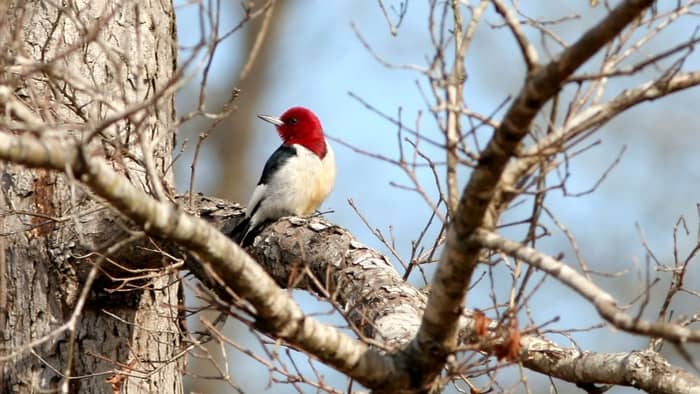  types of woodpeckers