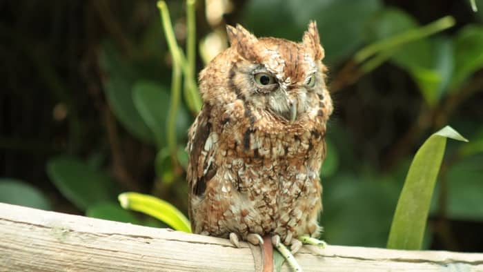  wisconsin owl species