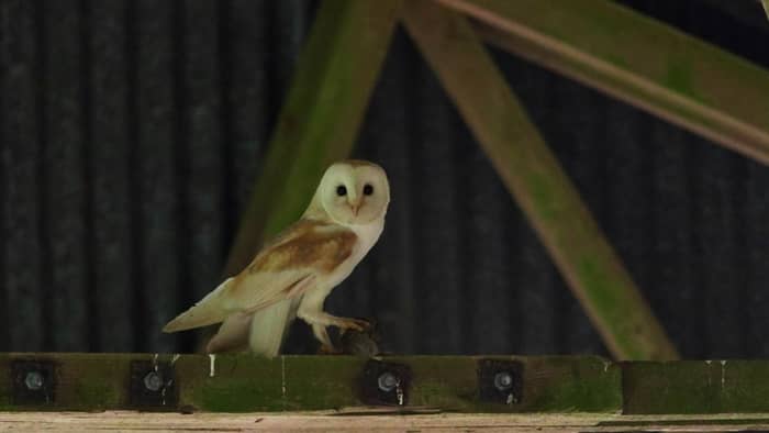  wisconsin owls identification