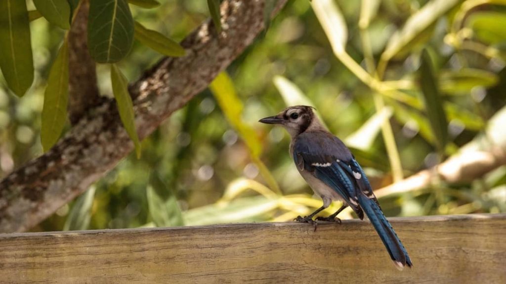 Blue Jay Egg Color: How Many Are There? - Birds Tracker
