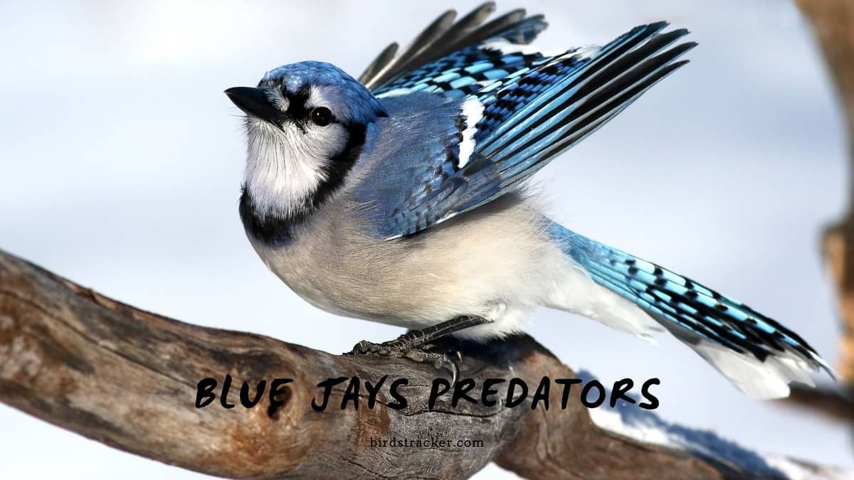 Blue Jays Predators