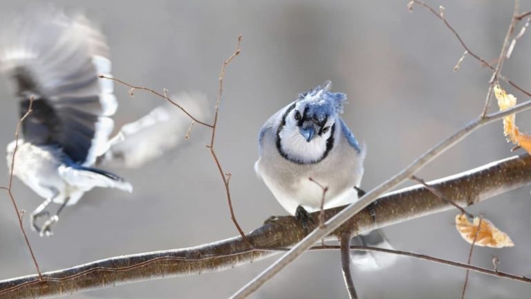Do Blue Jays Fly South For The Winter?