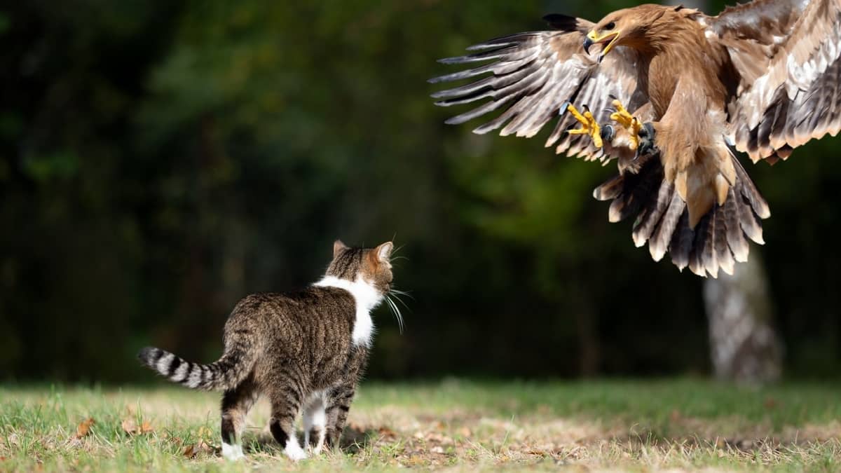Do Hawks Attack Cats