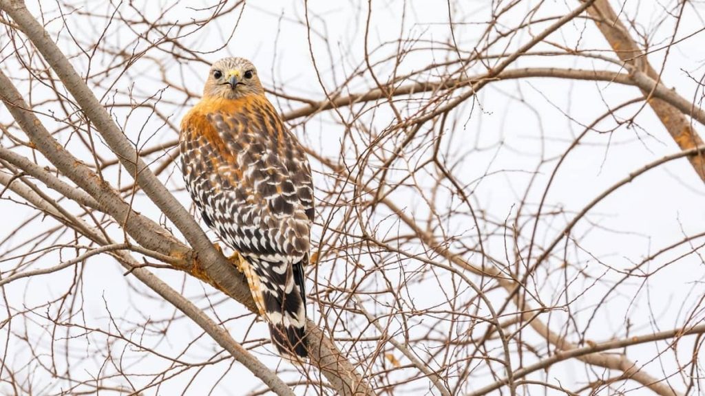 FAQ: Do Hawks Have Predators? - Birds Tracker