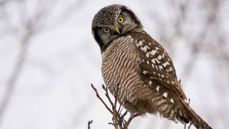 Interesting Fact: Do Owls Eat Hawks? 