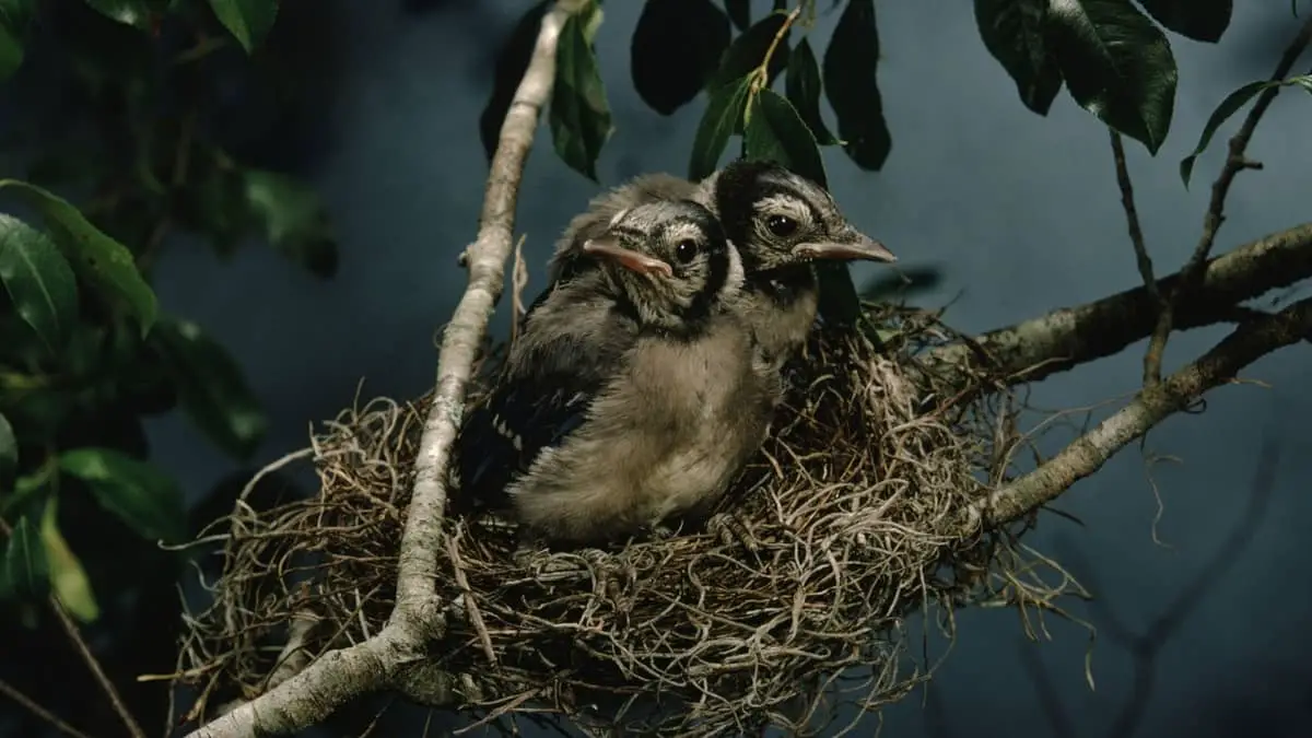 How To Care For A Baby Blue Jay