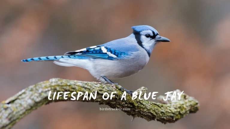 Lifespan Of A Blue Jay And 4 Ways To Extend It