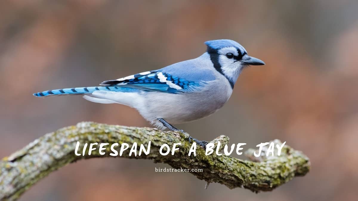 Lifespan Of A Blue Jay