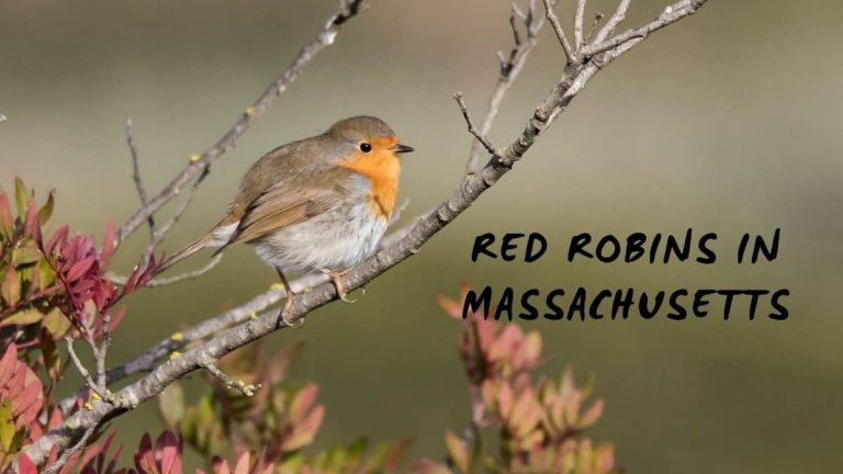 Birding Red Robins IN Massachusetts and Connecticut – Complete Guide