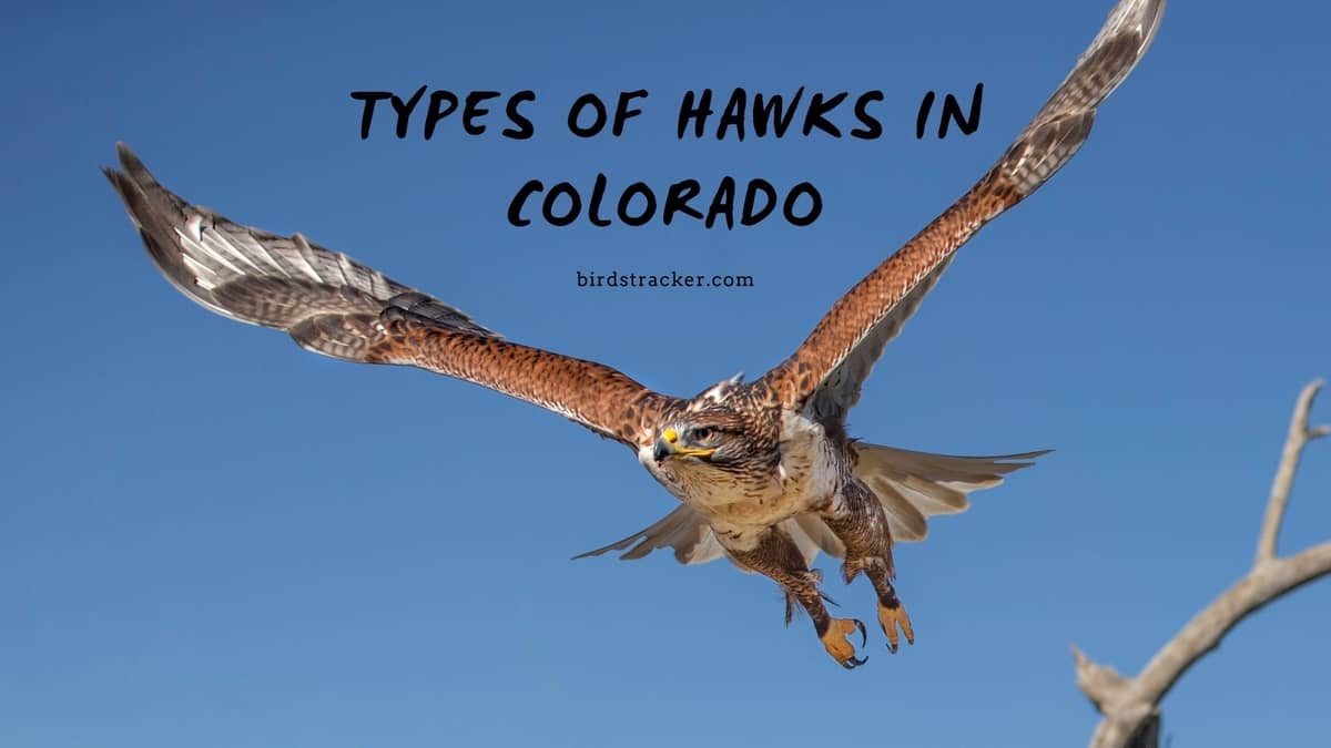 Types Of Hawks In Colorado