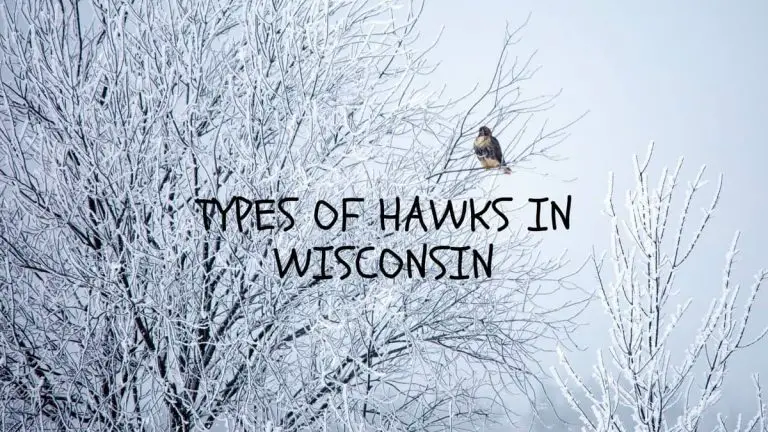 8 Interesting Types Of Hawks IN Wisconsin 