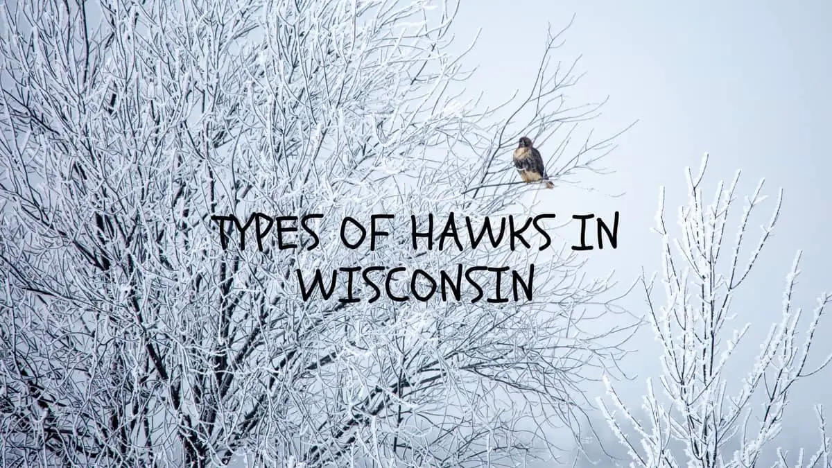Types Of Hawks In Wisconsin