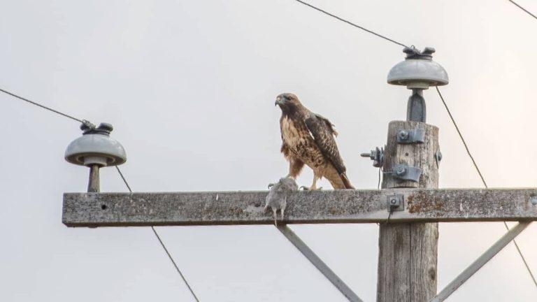 What The Various Types Of Hawks In CT