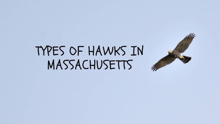 7 Common Types Of Hawks IN Massachusetts
