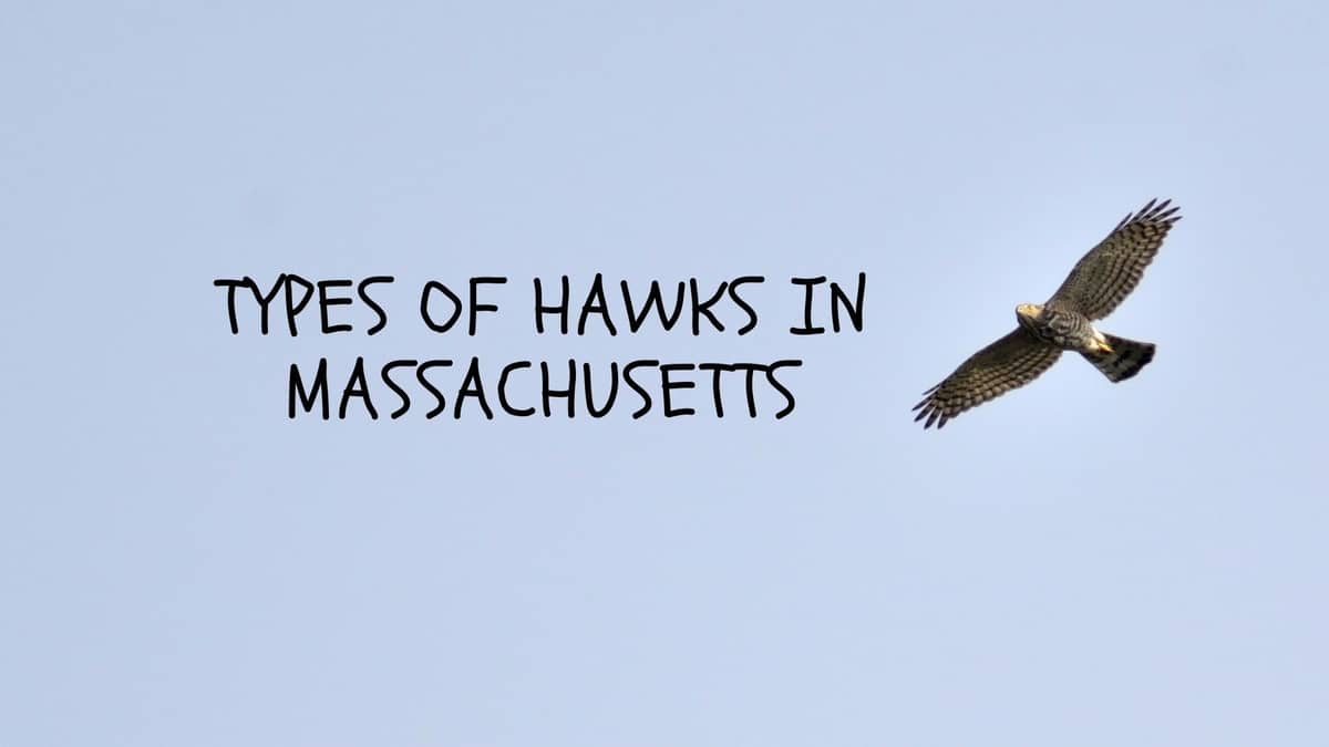 Types of Hawks In Massachusetts