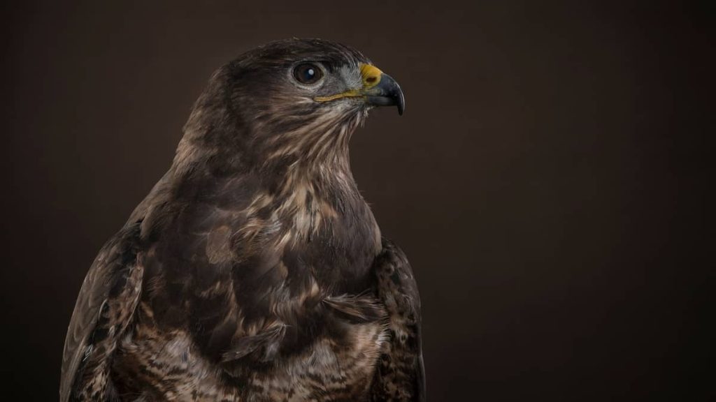 Where Do Hawks Sleep? Birds Tracker