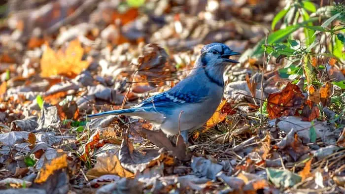  average lifespan of a blue jay