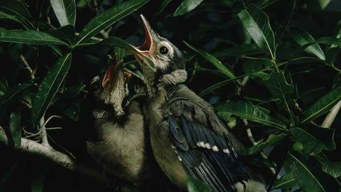  do baby birds need water