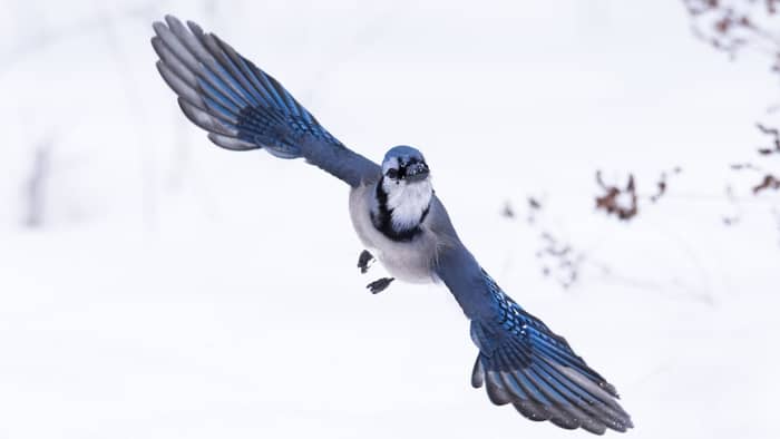  do blue jays fly south for the winter