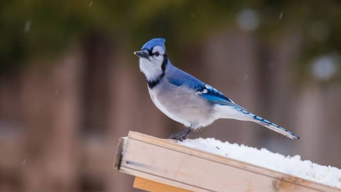  do blue jays migrate