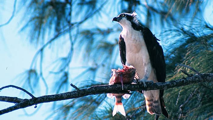  hawk diet