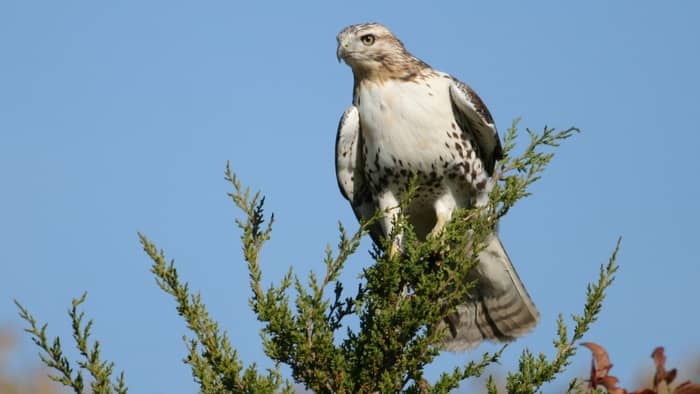  hawk identification colorado