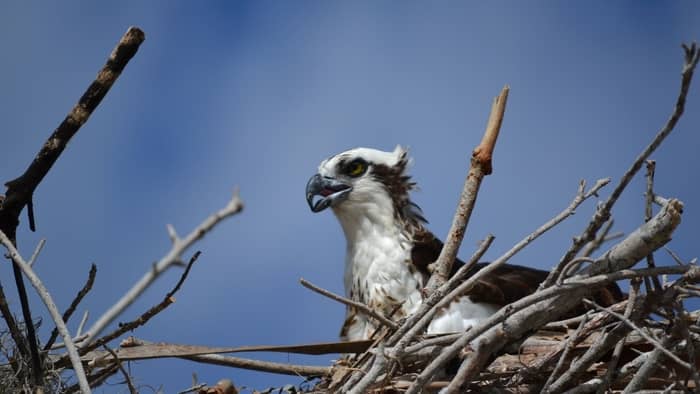  hawk nesting season