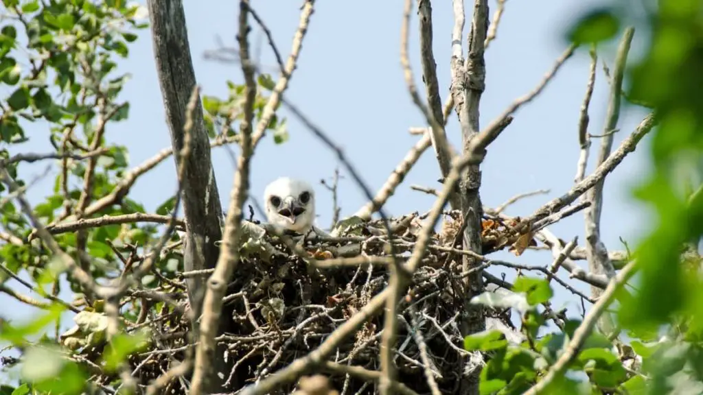 When Do Hawks Lay Eggs In The Rainforest? Birds Tracker