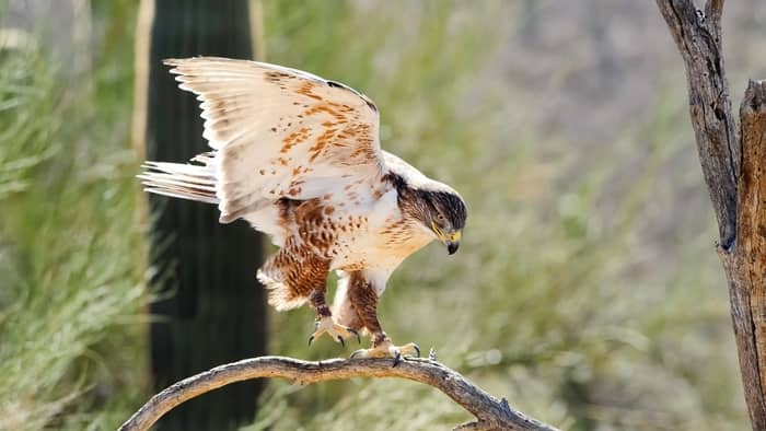  hawks in colorado