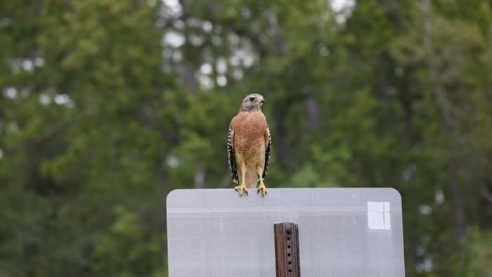  hawks in massachusetts