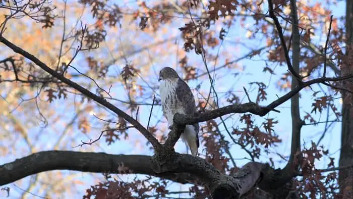 hawks in wisconsin