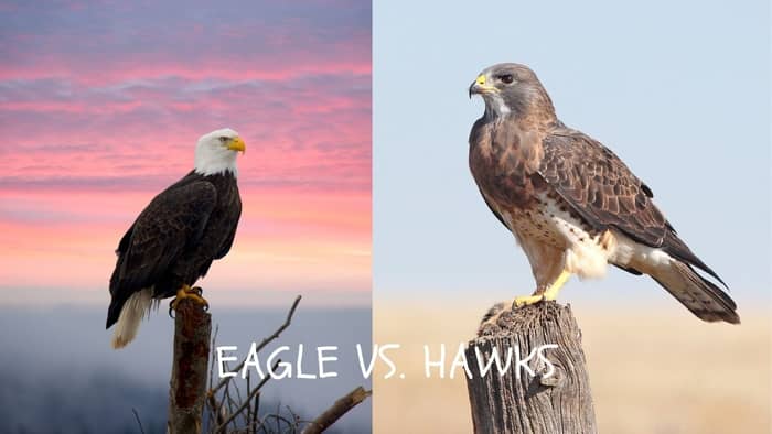  hawks native to massachusetts