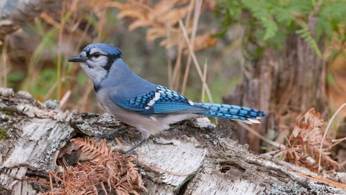  how long do blue jays live