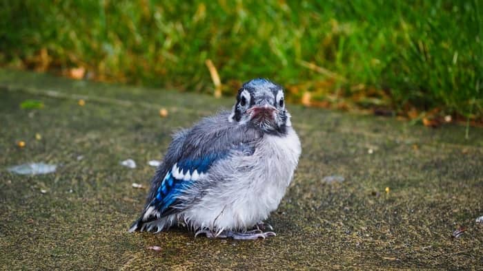 Fledgling Blue Jay Begging To Be Fed, Sweet Girl's ability to ignore is  phenonmenal. Haha! Anyone else love hearing baby blue jays? I honestly  adore their sounds ♥, By LesleytheBirdNerd