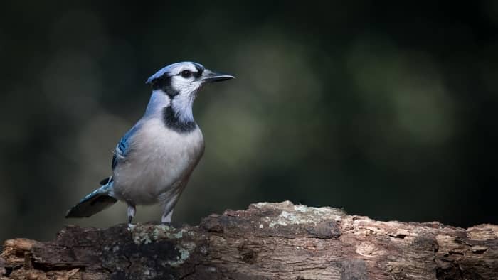  life cycle of a  blue jay