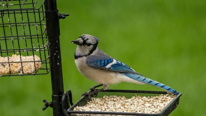  peanut feeders for blue jays