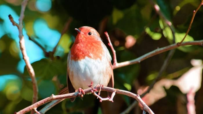  red robins identification massachusetts