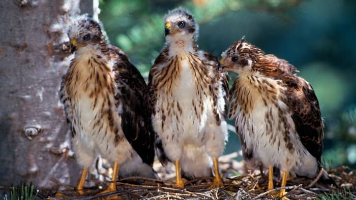  red tailed hawks eggs