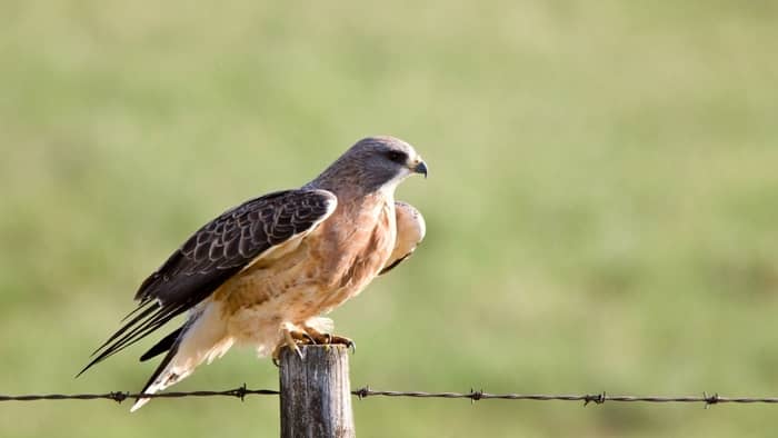  types of hawks in wisconsin