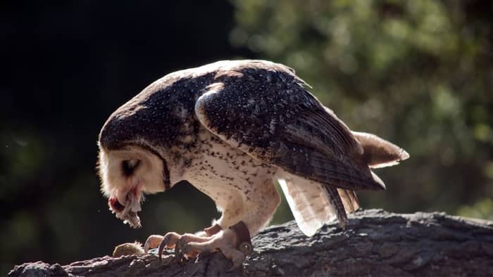  what animals eat owls