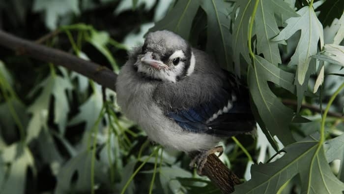  what to feed a baby blue jay