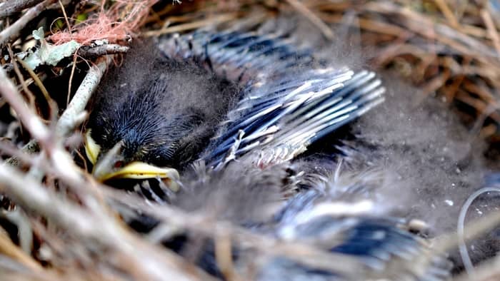  when do blue jays lay eggs