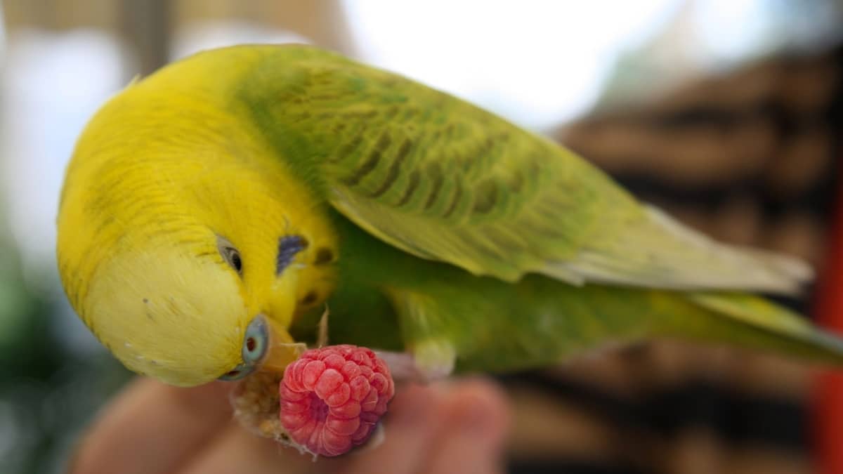 Can Parakeets Eat Raspberries
