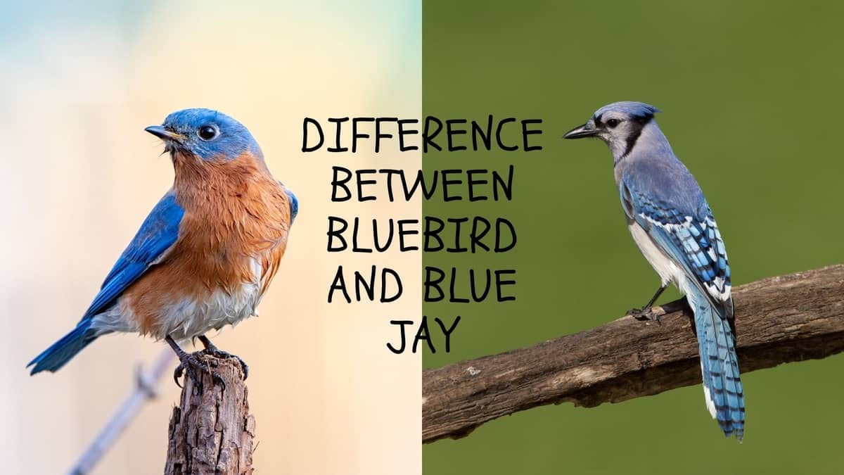 Difference Between Bluebird And Blue Jay