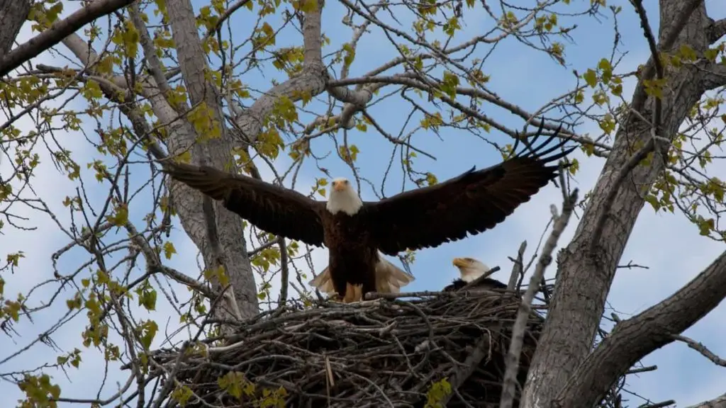 Do Eagles Push Babies Out Of The Nest? Birds Tracker